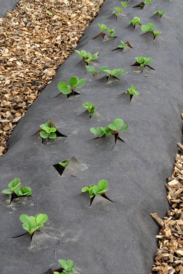 Strawberry plants