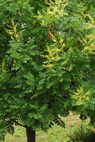 Rispigergoldenrain tree