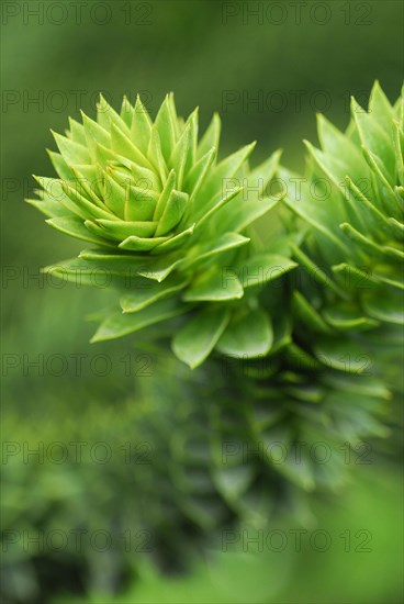 Monkey puzzle tree