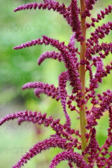(Amaranthus spec)