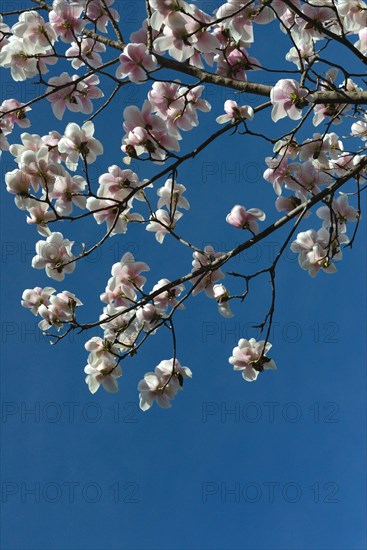 Magnolia