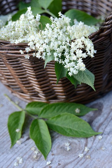 Elderflower in basket