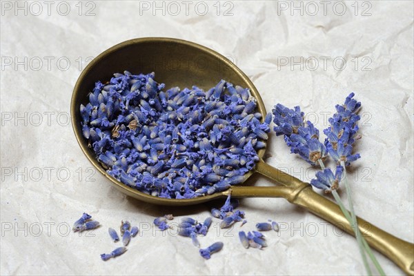 Dried lavender