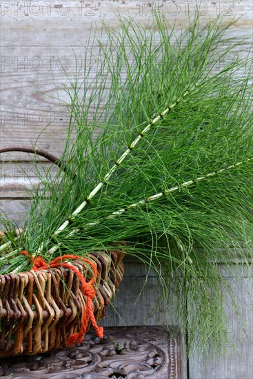 Field Horsetail