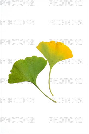 Ginkgo