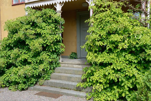 Climbing hoards in front of a wooden veranda