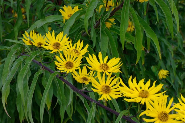 Maximilian sunflower