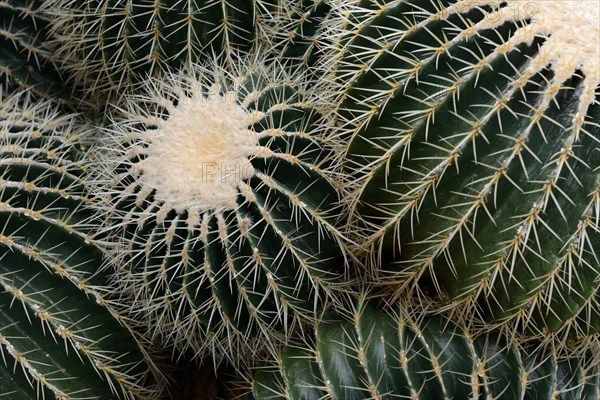 Golden barrel cactus