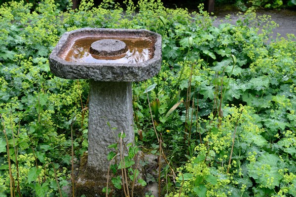 Stone bird bath in garden