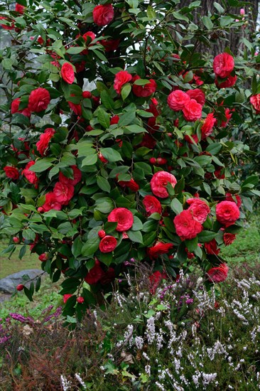 Camellia bush