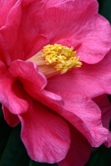 Japanese camellia