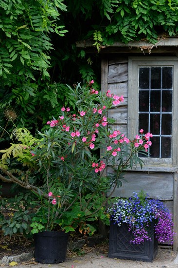 Oleander in front of arbour