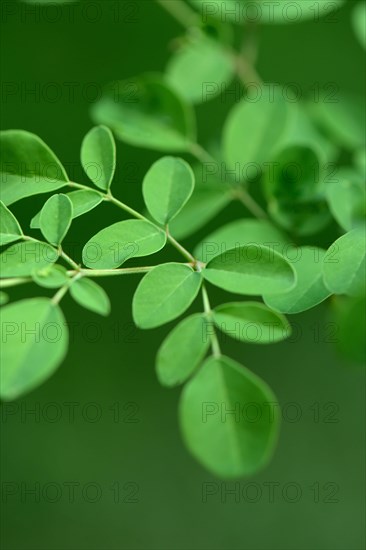 Moringa