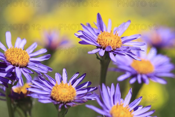 Alpine aster