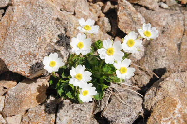 Alpine buttercup