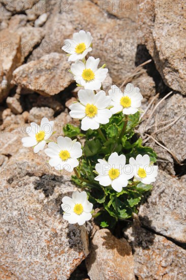 Alpine buttercup