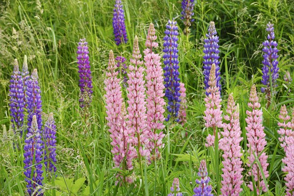 Multileaved lupin