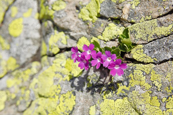 Stinking primrose