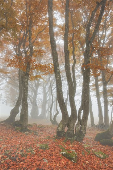 Beech forest in autumn