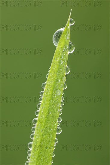 Blade of grass with dew drops