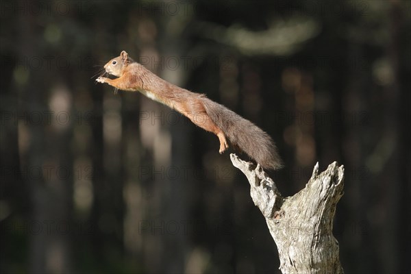 Red Squirrel