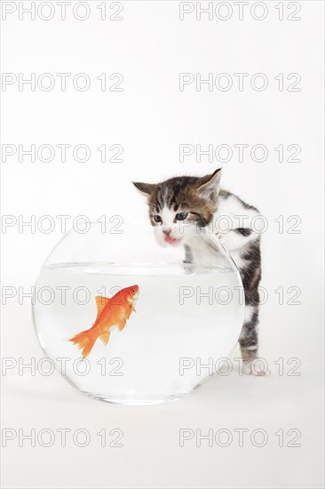 Goldfish in goldfish bowl and house cat