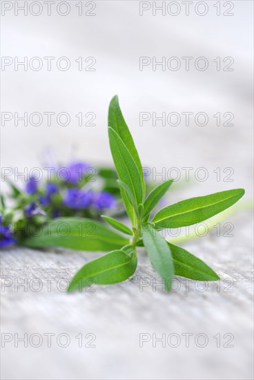 Hyssop