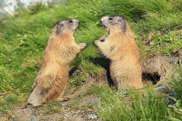 Alpine Marmot