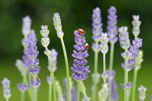 Two-spotted ladybird on lavender flower