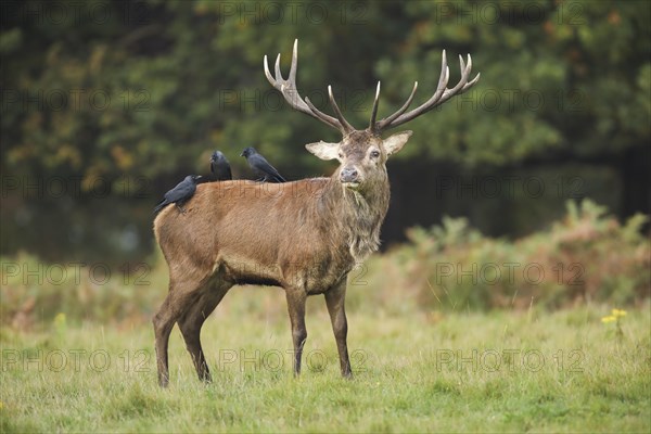 Red deer