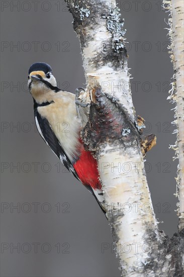 Great spotted woodpecker