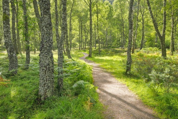 Footpath in birch forest