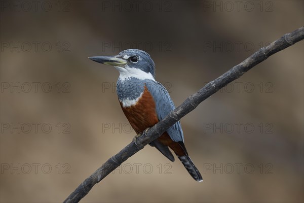 Ringed kingfisher