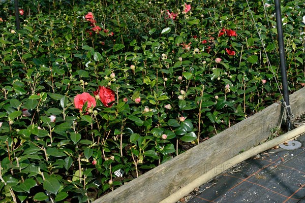 Greenhouse with camellias