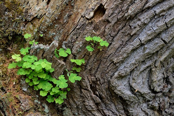 Common Wood Sorrel