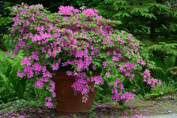 (Rosa) (Rhododendron) Azalea in flowerpot