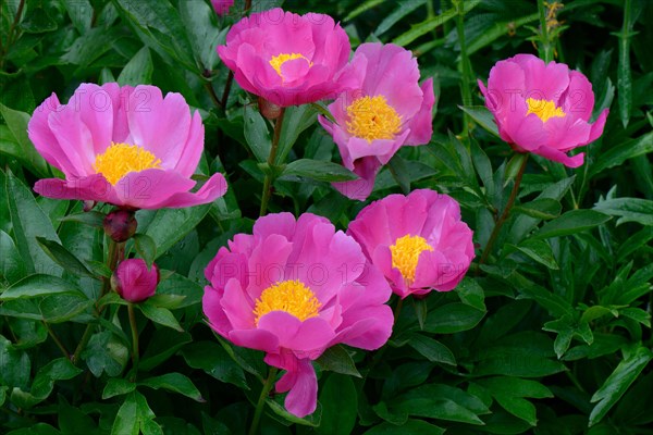 Chinese peony