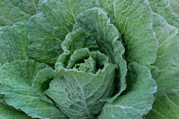 Savoy cabbage