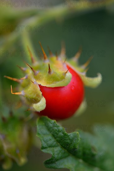 Sticky nightshade