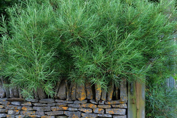 Rosemary leaf willow