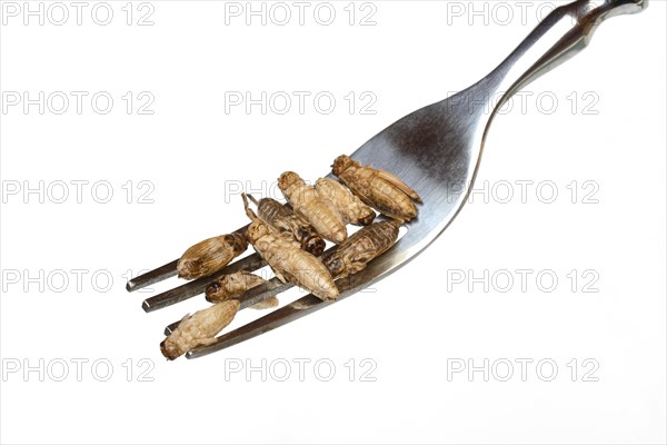 Dried crickets on fork