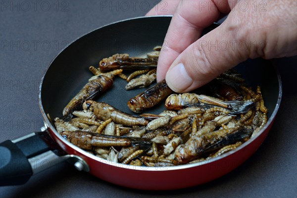 Insect food