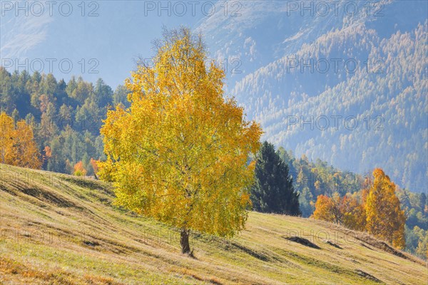 Birch in Lower Engadine