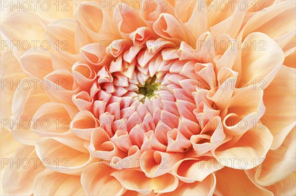 Dahlias