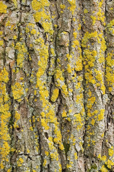 Detail of oak bark