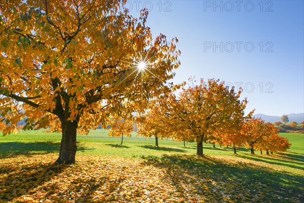 Cherry trees in autumn