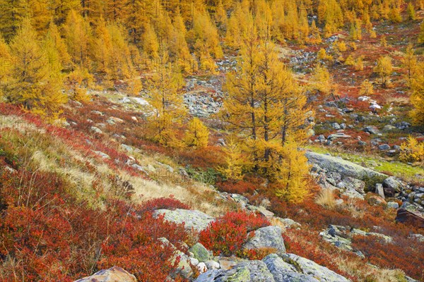 Larch forest and blueberry bushes