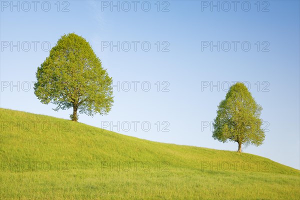 Linden near Ebmatingen in the Zurich Oberland