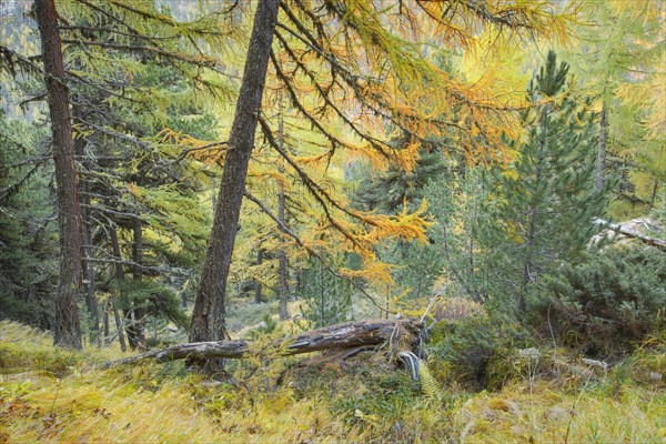 Coniferous forest in autumn