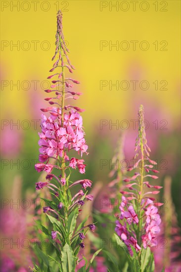 Narrow-leaved willowherb and rape field